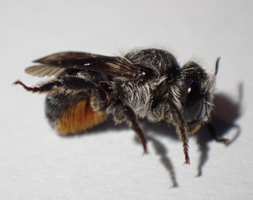 Réf. 284 543 : Osmia sp.